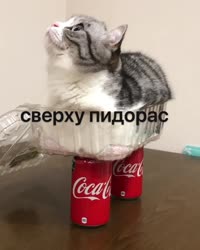 IMG8038.mp4