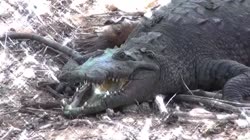 video364022852456239027-720.mp4