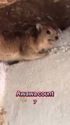 17493259224126.mp4