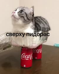 IMG8038.mp4