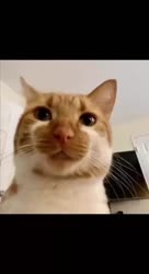 17371202716650.mp4