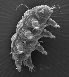 Bryodelphaxsp.jpg