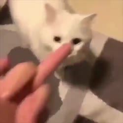 17511516227792.mp4