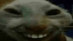 xdd.gif