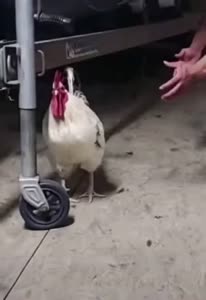 PytchWebm.webm