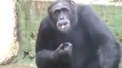 Smoking Monkey.mp4