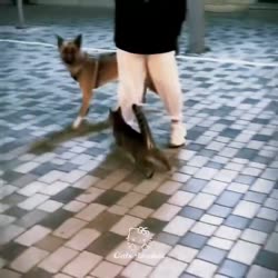 3310b5c0c012e2b794482537d0304510.mp4