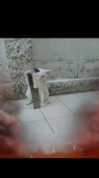 17518925281010.mp4