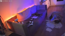 17168385835350.mp4