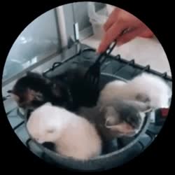 pradcook.mp4