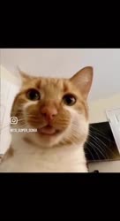17371202716650.mp4