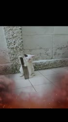 1631698864698.mp4