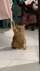 1617247270602.mp4