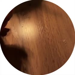 TH.mp4