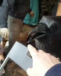 Карлуша..mp4