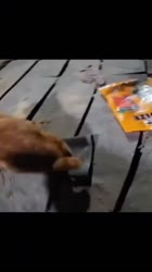VID20250709104352944.mp4