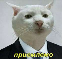 kot-p.jpg