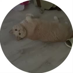 кот-базун.mp4