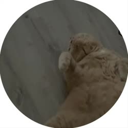 кот-базун2.mp4