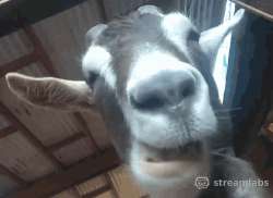 17519222902621.gif