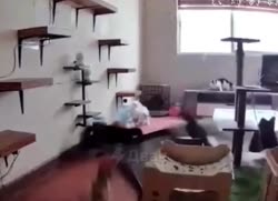 1752187255897.mp4