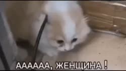 17281380310870.mp4