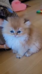 alertorig (10).webm