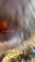 2.mp4