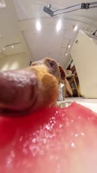 17522590128030.webm