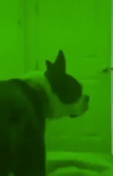17512494277431.mp4