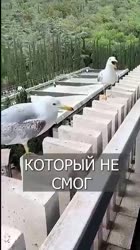 Чайки СМЕЮТСЯ Над Другом-Неудачником.mp4