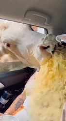 1724067679619.MP4