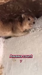 Top 10 AWAWAs 😲 #trending #cute #animals #funny #hyrax #wildlife #shorts #new #top10.mp4