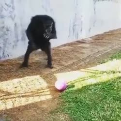 17222362786320.webm
