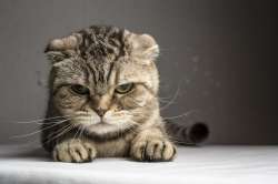 kitten-looking-angry.jpg