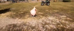 16481315960140.mp4