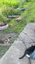 1752655780140.mp4