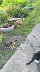 kal.mp4