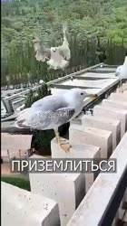 17524138829800.mp4