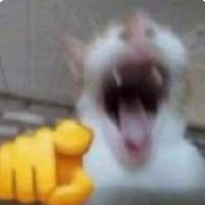 39285-cat-laugh-3676129038.png