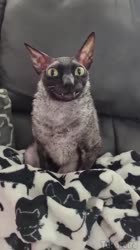 1638225882392.webm