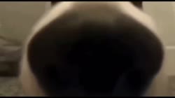 собака нюхает камеру.mp4