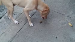 16439043478400.mp4