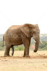 7569734stock-photo-side-view-of-a-bush-elephant-just-standing.jpg