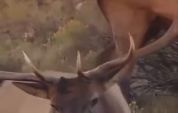 алень.mp4