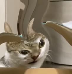 1753260572001.mp4