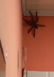 1753187822151.mp4