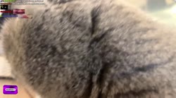 kipich.mp4