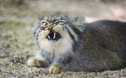 manul-koshka-klyki-tambako-the-3636542572.jpg