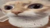 17532843002125925802260774558328.gif